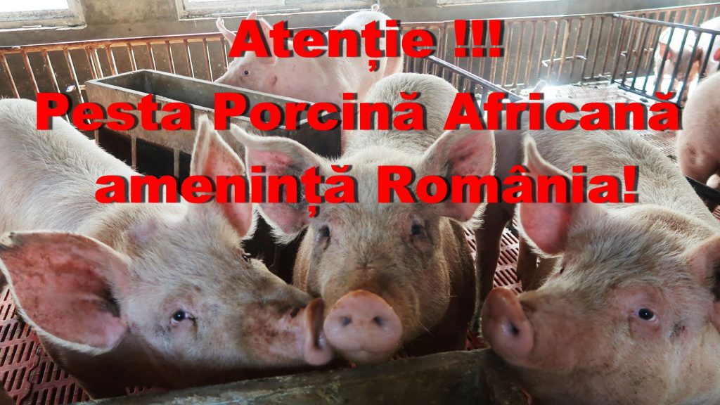 Măsurile care trebuie respectate pentru a preveni răspândirea Pestei Porcine Africane - Informare de presă ANSVSA