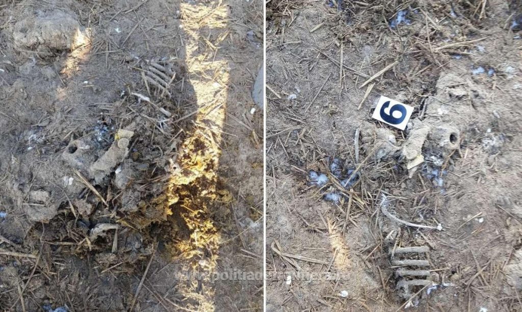 Deşeuri animale descoperite îngropate pe un teren viran în judeţul Tulcea