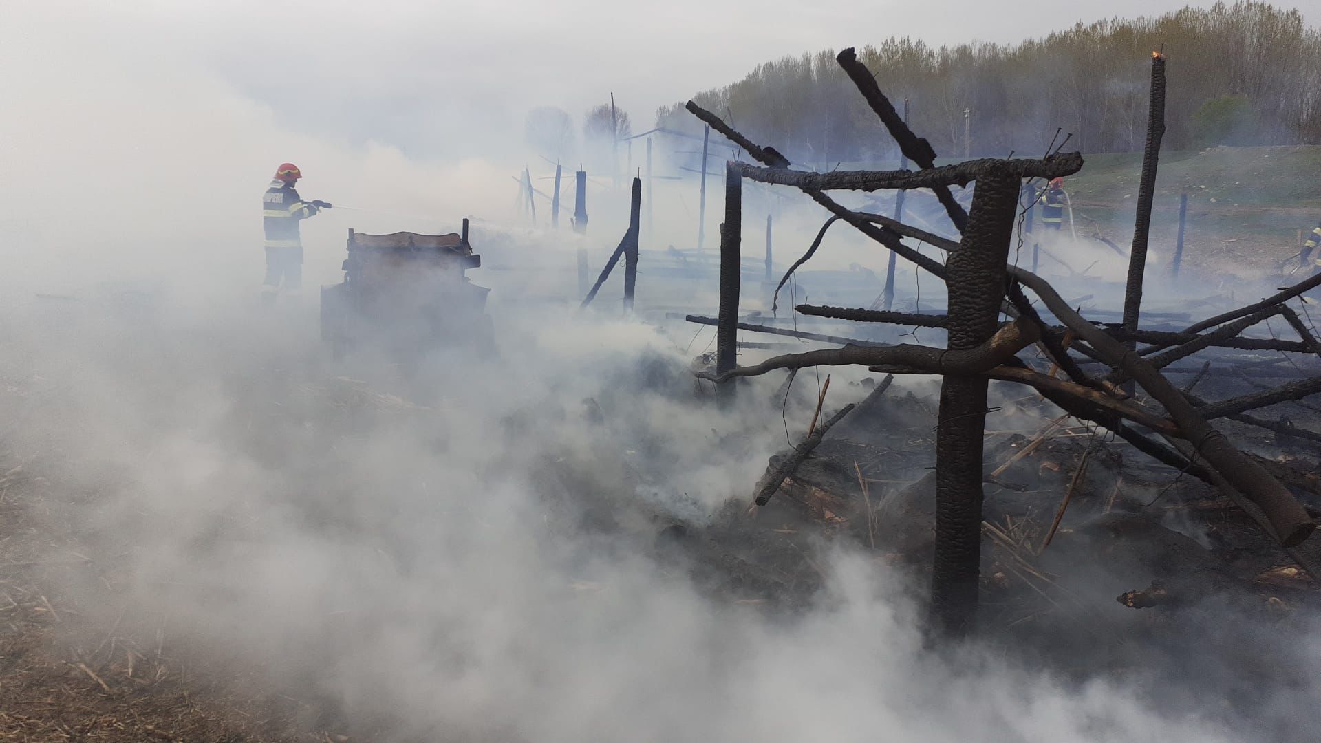 100 de oi au ars de vii într-un incendiu aproape de Măcin