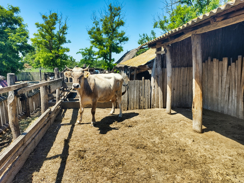 Crește vaci pentru carne, alături de soț, în Delta Dunării. Cu banii de la ITI și-au dezvoltat ferma